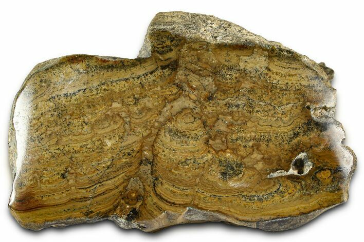 Polished Miocene Stromatolite (Chlorellopsis) - Crimea #362972